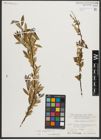 Foto von Salix triandra subsp. amygdalina (L.) Schübl. & G. Martens